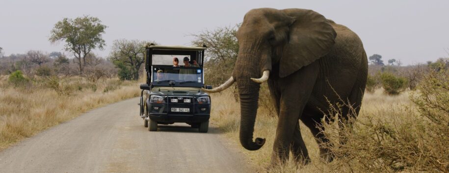 African Safaris: Luxury African safaris African safari tours Private African safaris Custom African safaris Wildlife safaris Africa South Africa Specific: South Africa safaris Luxury safaris South Africa Safari tours South Africa Kruger National Park safaris (if applicable, consider adding specific park names) South African wildlife South Africa travel Types of Experiences/Accommodation: Curated safari itineraries Private safari experiences Luxury safari villas High-end safari accommodation Boutique safaris Exclusive safaris Keywords related to Luxury & Exclusivity: Luxury travel Africa Premium safaris Bespoke safaris Customized travel Africa Signature safaris General Safari Terms: Wildlife photography safaris Safari adventures African wilderness tours Safari travel guide Safari blog