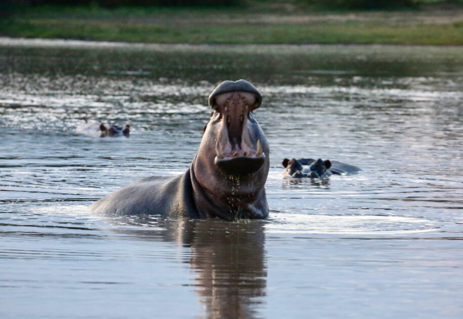African Safaris: Luxury African safaris African safari tours Private African safaris Custom African safaris Wildlife safaris Africa South Africa Specific: South Africa safaris Luxury safaris South Africa Safari tours South Africa Kruger National Park safaris (if applicable, consider adding specific park names) South African wildlife South Africa travel Types of Experiences/Accommodation: Curated safari itineraries Private safari experiences Luxury safari villas High-end safari accommodation Boutique safaris Exclusive safaris Keywords related to Luxury & Exclusivity: Luxury travel Africa Premium safaris Bespoke safaris Customized travel Africa Signature safaris General Safari Terms: Wildlife photography safaris Safari adventures African wilderness tours Safari travel guide Safari blog