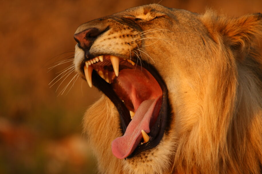 lion African Safaris: Luxury African safaris African safari tours Private African safaris Custom African safaris Wildlife safaris Africa South Africa Specific: South Africa safaris Luxury safaris South Africa Safari tours South Africa Kruger National Park safaris (if applicable, consider adding specific park names) South African wildlife South Africa travel Types of Experiences/Accommodation: Curated safari itineraries Private safari experiences Luxury safari villas High-end safari accommodation Boutique safaris Exclusive safaris Keywords related to Luxury & Exclusivity: Luxury travel Africa Premium safaris Bespoke safaris Customized travel Africa Signature safaris General Safari Terms: Wildlife photography safaris Safari adventures African wilderness tours Safari travel guide Safari blog