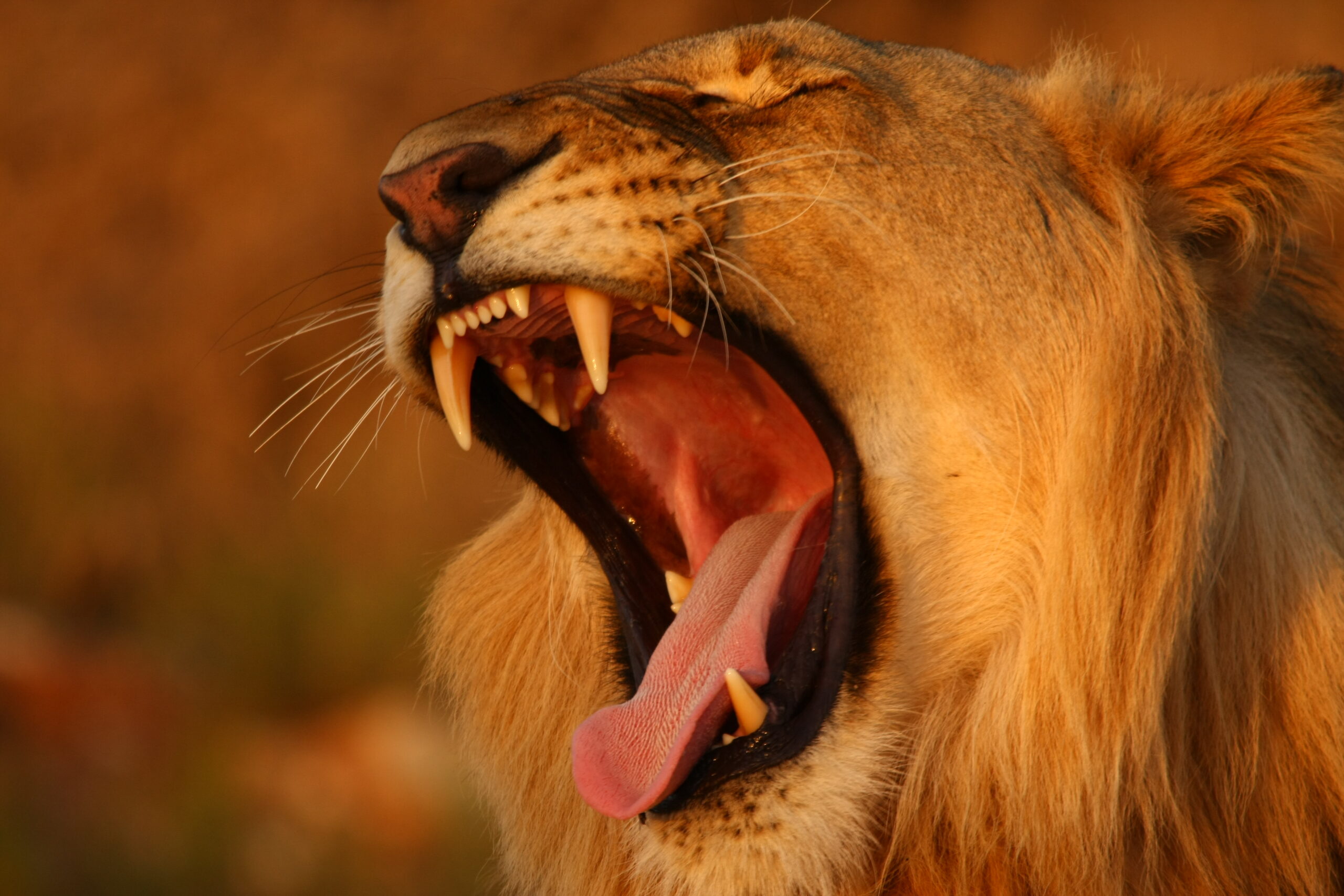 lion African Safaris: Luxury African safaris African safari tours Private African safaris Custom African safaris Wildlife safaris Africa South Africa Specific: South Africa safaris Luxury safaris South Africa Safari tours South Africa Kruger National Park safaris (if applicable, consider adding specific park names) South African wildlife South Africa travel Types of Experiences/Accommodation: Curated safari itineraries Private safari experiences Luxury safari villas High-end safari accommodation Boutique safaris Exclusive safaris Keywords related to Luxury & Exclusivity: Luxury travel Africa Premium safaris Bespoke safaris Customized travel Africa Signature safaris General Safari Terms: Wildlife photography safaris Safari adventures African wilderness tours Safari travel guide Safari blog