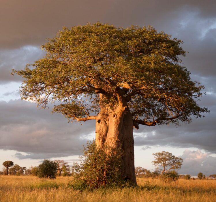 baobab