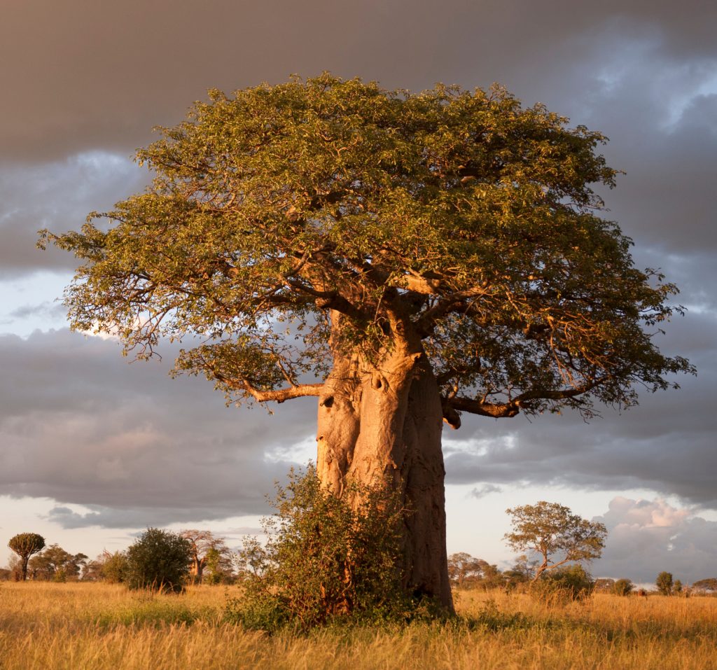 baobab