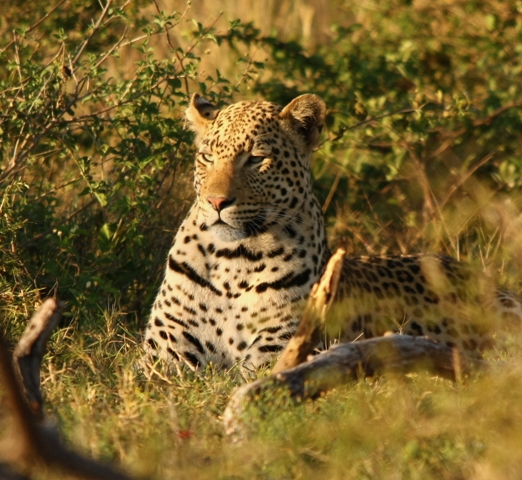 leopard