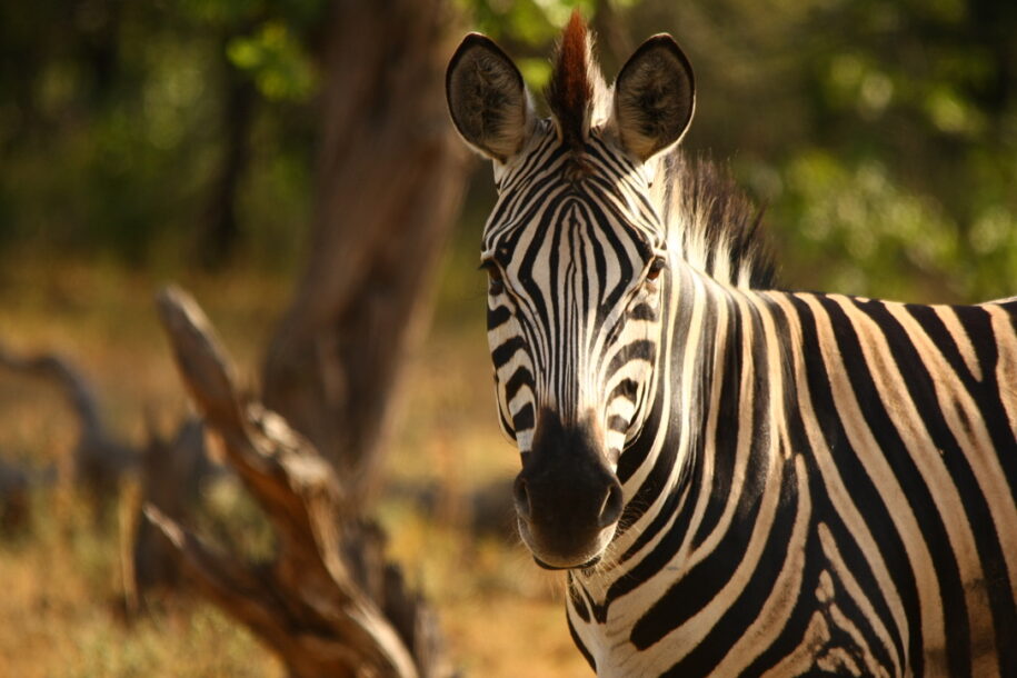 zebra, striped