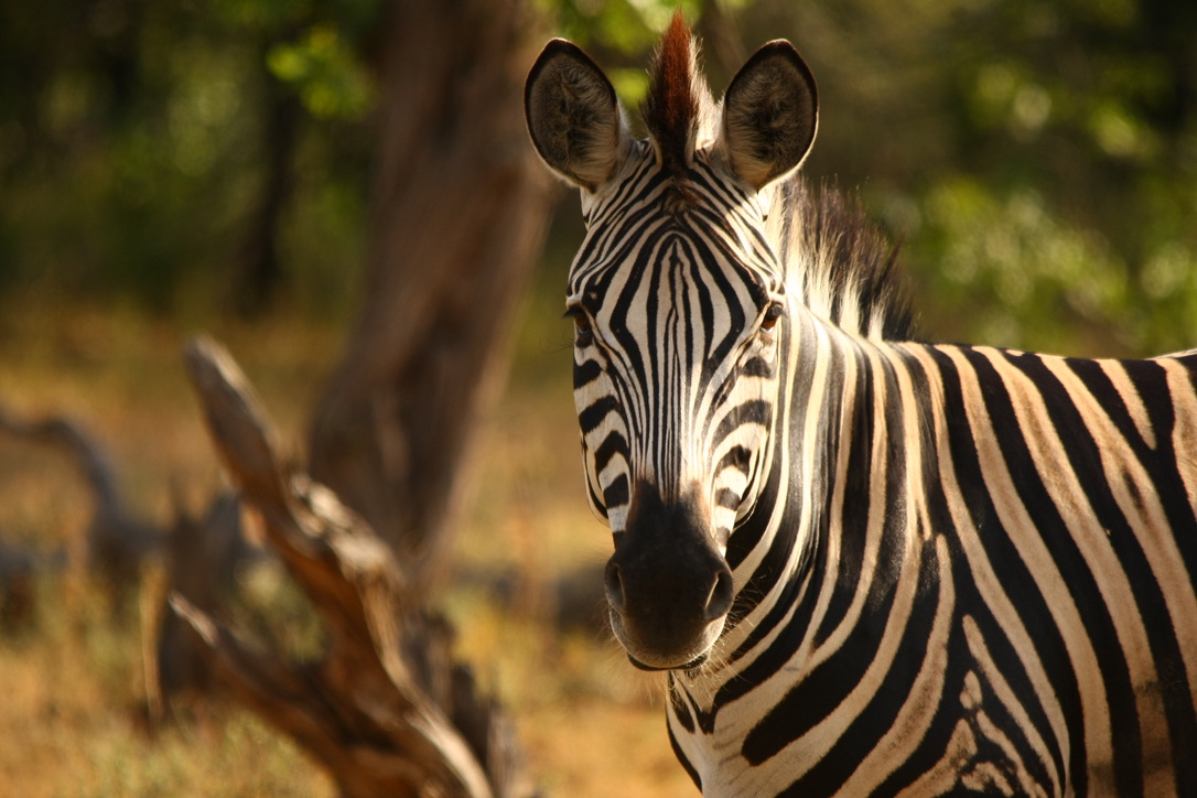 zebra, striped