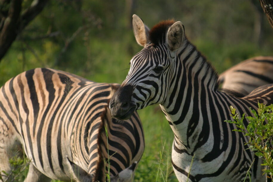 African Safaris: Luxury African safaris African safari tours Private African safaris Custom African safaris Wildlife safaris Africa South Africa Specific: South Africa safaris Luxury safaris South Africa Safari tours South Africa Kruger National Park safaris (if applicable, consider adding specific park names) South African wildlife South Africa travel Types of Experiences/Accommodation: Curated safari itineraries Private safari experiences Luxury safari villas High-end safari accommodation Boutique safaris Exclusive safaris Keywords related to Luxury & Exclusivity: Luxury travel Africa Premium safaris Bespoke safaris Customized travel Africa Signature safaris General Safari Terms: Wildlife photography safaris Safari adventures African wilderness tours Safari travel guide Safari blog
