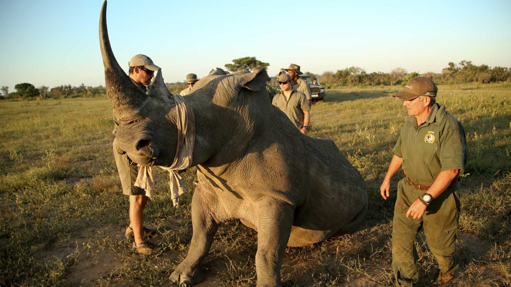 African Safaris: Luxury African safaris African safari tours Private African safaris Custom African safaris Wildlife safaris Africa South Africa Specific: South Africa safaris Luxury safaris South Africa Safari tours South Africa Kruger National Park safaris (if applicable, consider adding specific park names) South African wildlife South Africa travel Types of Experiences/Accommodation: Curated safari itineraries Private safari experiences Luxury safari villas High-end safari accommodation Boutique safaris Exclusive safaris Keywords related to Luxury & Exclusivity: Luxury travel Africa Premium safaris Bespoke safaris Customized travel Africa Signature safaris General Safari Terms: Wildlife photography safaris Safari adventures African wilderness tours Safari travel guide Safari blog