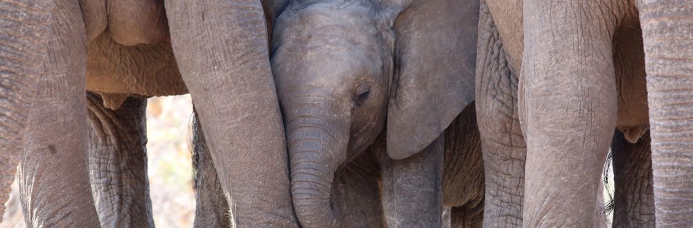 African Safaris: Luxury African safaris African safari tours Private African safaris Custom African safaris Wildlife safaris Africa South Africa Specific: South Africa safaris Luxury safaris South Africa Safari tours South Africa Kruger National Park safaris (if applicable, consider adding specific park names) South African wildlife South Africa travel Types of Experiences/Accommodation: Curated safari itineraries Private safari experiences Luxury safari villas High-end safari accommodation Boutique safaris Exclusive safaris Keywords related to Luxury & Exclusivity: Luxury travel Africa Premium safaris Bespoke safaris Customized travel Africa Signature safaris General Safari Terms: Wildlife photography safaris Safari adventures African wilderness tours Safari travel guide Safari blog