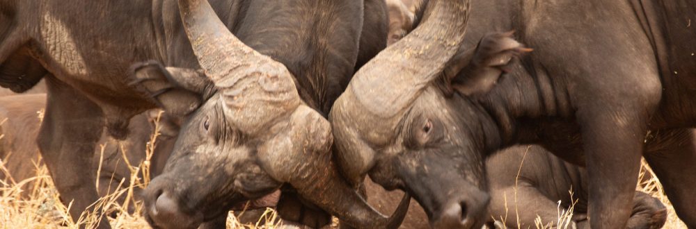 African Safaris: Luxury African safaris African safari tours Private African safaris Custom African safaris Wildlife safaris Africa South Africa Specific: South Africa safaris Luxury safaris South Africa Safari tours South Africa Kruger National Park safaris (if applicable, consider adding specific park names) South African wildlife South Africa travel Types of Experiences/Accommodation: Curated safari itineraries Private safari experiences Luxury safari villas High-end safari accommodation Boutique safaris Exclusive safaris Keywords related to Luxury & Exclusivity: Luxury travel Africa Premium safaris Bespoke safaris Customized travel Africa Signature safaris General Safari Terms: Wildlife photography safaris Safari adventures African wilderness tours Safari travel guide Safari blog