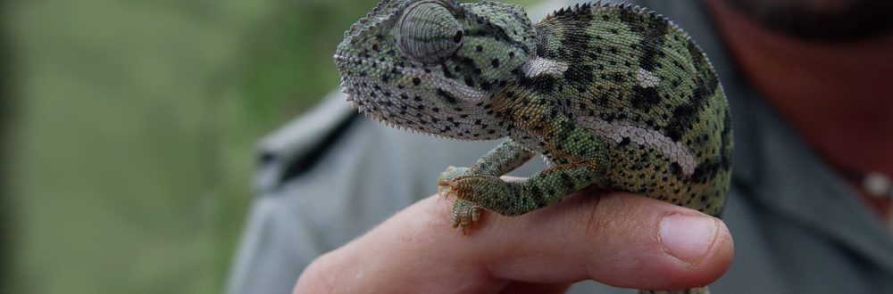 African Safaris: Luxury African safaris African safari tours Private African safaris Custom African safaris Wildlife safaris Africa South Africa Specific: South Africa safaris Luxury safaris South Africa Safari tours South Africa Kruger National Park safaris (if applicable, consider adding specific park names) South African wildlife South Africa travel Types of Experiences/Accommodation: Curated safari itineraries Private safari experiences Luxury safari villas High-end safari accommodation Boutique safaris Exclusive safaris Keywords related to Luxury & Exclusivity: Luxury travel Africa Premium safaris Bespoke safaris Customized travel Africa Signature safaris General Safari Terms: Wildlife photography safaris Safari adventures African wilderness tours Safari travel guide Safari blog