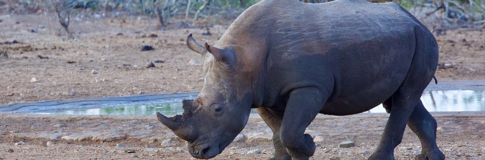 African Safaris: Luxury African safaris African safari tours Private African safaris Custom African safaris Wildlife safaris Africa South Africa Specific: South Africa safaris Luxury safaris South Africa Safari tours South Africa Kruger National Park safaris (if applicable, consider adding specific park names) South African wildlife South Africa travel Types of Experiences/Accommodation: Curated safari itineraries Private safari experiences Luxury safari villas High-end safari accommodation Boutique safaris Exclusive safaris Keywords related to Luxury & Exclusivity: Luxury travel Africa Premium safaris Bespoke safaris Customized travel Africa Signature safaris General Safari Terms: Wildlife photography safaris Safari adventures African wilderness tours Safari travel guide Safari blog