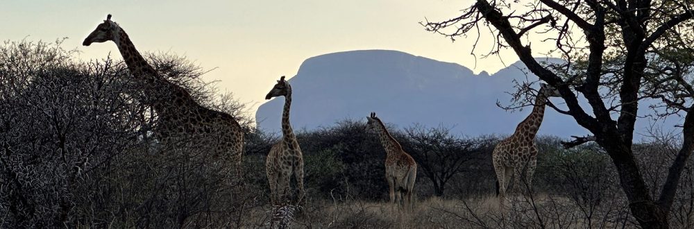 African Safaris: Luxury African safaris African safari tours Private African safaris Custom African safaris Wildlife safaris Africa South Africa Specific: South Africa safaris Luxury safaris South Africa Safari tours South Africa Kruger National Park safaris (if applicable, consider adding specific park names) South African wildlife South Africa travel Types of Experiences/Accommodation: Curated safari itineraries Private safari experiences Luxury safari villas High-end safari accommodation Boutique safaris Exclusive safaris Keywords related to Luxury & Exclusivity: Luxury travel Africa Premium safaris Bespoke safaris Customized travel Africa Signature safaris General Safari Terms: Wildlife photography safaris Safari adventures African wilderness tours Safari travel guide Safari blog