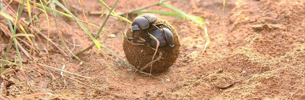 African Safaris: Luxury African safaris African safari tours Private African safaris Custom African safaris Wildlife safaris Africa South Africa Specific: South Africa safaris Luxury safaris South Africa Safari tours South Africa Kruger National Park safaris (if applicable, consider adding specific park names) South African wildlife South Africa travel Types of Experiences/Accommodation: Curated safari itineraries Private safari experiences Luxury safari villas High-end safari accommodation Boutique safaris Exclusive safaris Keywords related to Luxury & Exclusivity: Luxury travel Africa Premium safaris Bespoke safaris Customized travel Africa Signature safaris General Safari Terms: Wildlife photography safaris Safari adventures African wilderness tours Safari travel guide Safari blog