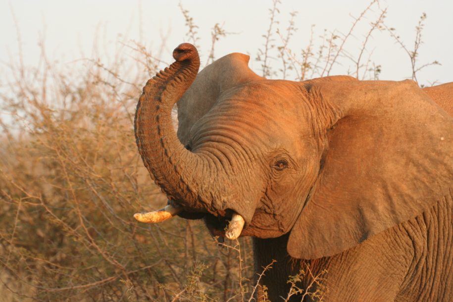 elephant ears